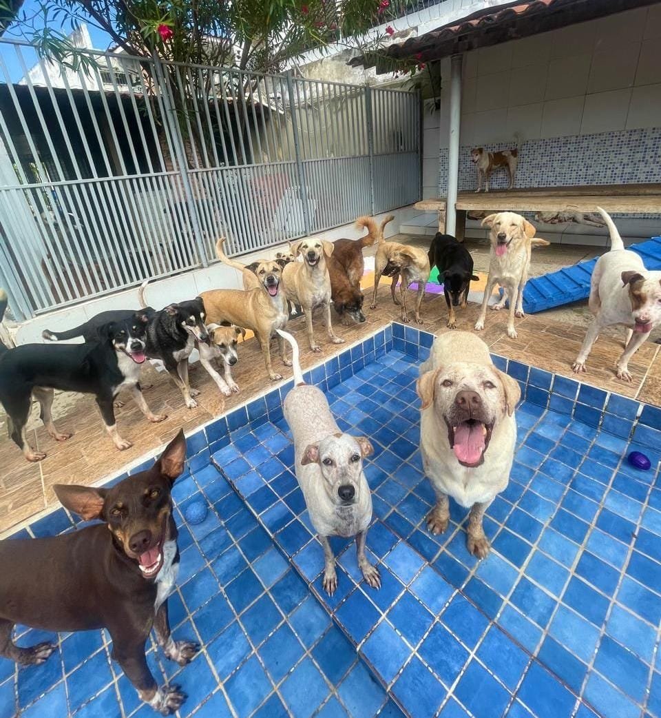 absolutamente \u003e todos \u003c os animais deste vídeo estão disponíveis para  adoção!!! 🌟, ajude a compartilhar, quem sabe eles não são o amor da vida  de alguém que você conhece?, ajude o @garranimal 🌈💜🙂 ..., image size:960x1042