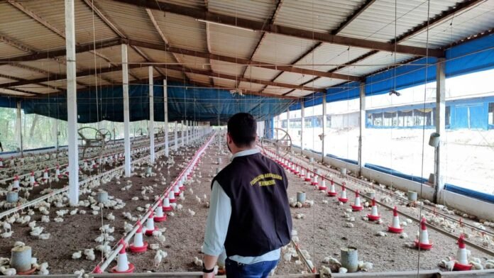 Aves comerciais - Foto Adagro Divulgação