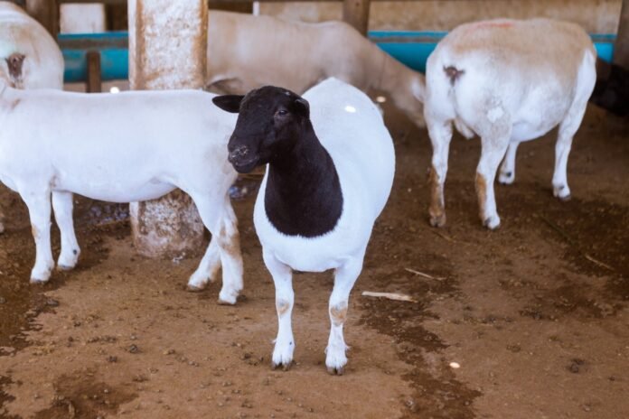 49cb055c-cdee-403c-b401-f379c2847377