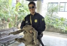 Bicho-preguiça é resgatado na BR 101, em Recife