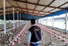 Adagro orienta produtores sobre Biosseguridade em granjas avícolas de PE