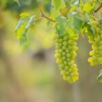 Adagro terá plantāo no Carnaval para emissão de PTVs para todas as regiões do estado