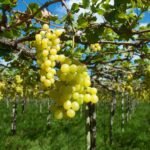 Nordeste diminui dependência do mercado internacional em 2025 e alcança US$ 24,8 bilhões em exportações