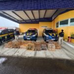 PRF resgata 132 aves silvestres na BR 407, em Petrolina