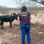 Adagro intensifica fiscalização de propriedades inadimplentes na vacinação contra brucelose