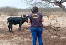 Adagro intensifica fiscalização de propriedades inadimplentes na vacinação contra brucelose