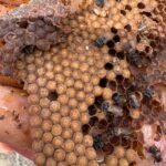 Adagro promove curso para capacitar a equipe técnica em Inspeção de produtos de abelhas e derivados