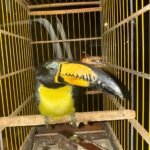 Ave silvestre é entregue voluntariamente à Guarda Municipal de Caruaru e encaminhada para cuidados especializados