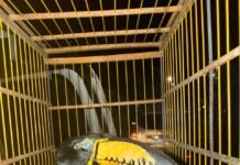 Ave silvestre é entregue voluntariamente à Guarda Municipal de Caruaru e encaminhada para cuidados especializados