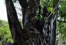 Vem Passarinhar Recife de volta ao Sítio Trindade em sua 12ª edição