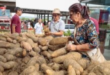 Queda nos preços de hortifrúti na Ceaca garante produtos mais baratos para consumidores