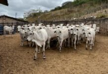 Sebrae promove evento com foco no fortalecimento da bovinocultura de corte na Zona da Mata