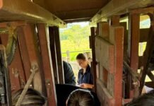 Adagro envia representante de PE para o treinamento, em MG, sobre métodos de diagnóstico e controle da brucelose e da tuberculose bovina e bubalina