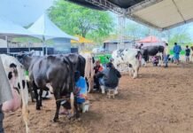 Adagro apresenta as normas dos Torneios Leiteiros em PE para produtores do Agreste