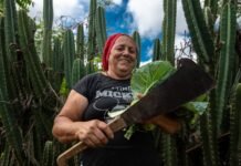 Plataforma Semiáridos realiza, no Recife, seminário internacional sobre clima e governança na América Latina