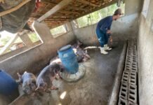 Biodigestores transformam resíduos da suinocultura em biogás e reduzem custos para criadores do Agreste
