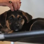 Lei define guarda compartilhada de pets; veja detalhes