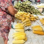 Feira do Milho, em Caruaru, está com inscrições abertas para comercialização em novo espaço