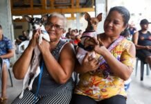 Programa estadual de castração de cães e gatos prorroga atendimentos no Recife