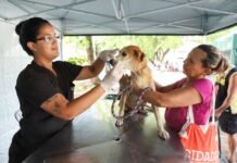 Programa de castração animal avança na Região Metropolitana e no Agreste com agendas em Igarassu e Garanhuns