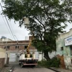 Prefeitura de Caruaru anuncia retirada de árvores após avaliação técnica