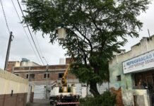 Prefeitura de Caruaru anuncia retirada de árvores após avaliação técnica