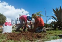 Prefeitura de Caruaru amplia compensação ambiental com plantio de árvores em praças e incentivo à doação de mudas