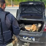 PRF flagra cinco bodes dentro de porta-malas de carro na BR 408