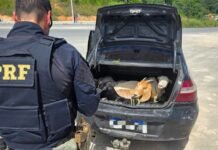 PRF flagra cinco bodes dentro de porta-malas de carro na BR 408