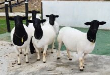 Produtores do Agreste investem em melhoramento genético dos rebanhos e se destacam na criação de ovinos e caprinos