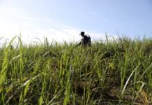 Governo de Pernambuco garante 18 mil toneladas de fertilizantes para fortalecer agricultura familiar canavieira da Zona da Mata
