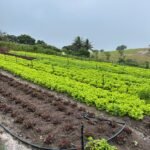 AgriCultura celebra o Dia do Agricultor com feira inédita em Malhada de Pedra neste domingo (26)