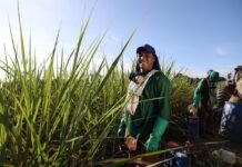 Com investimento de R$ 14,3 milhões, Governo do Estado realiza pagamento do benefício do Programa Chapéu de Palha para trabalhadores da cana-de-açúcar