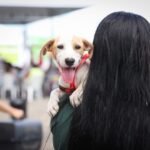Governo de Pernambuco promove mutirão de castração de cães e gatos com programação em Camaragibe e São Lourenço da Mata