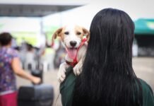 Governo de Pernambuco promove mutirão de castração de cães e gatos com programação em Camaragibe e São Lourenço da Mata