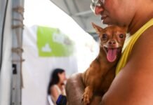 Governo de Pernambuco promove castração de cães e gatos inicia em Garanhuns nesta terça (18) e anuncia novas datas no Recife