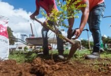 Prefeitura de Caruaru amplia arborização com plantio de mais de 1.000 árvores pela cidade em 2026