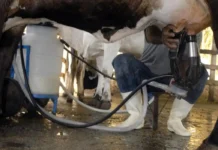Produção de leite bate recorde mesmo com redução de vacas ordenhadas