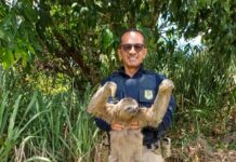 Bicho-preguiça é resgatado duas vezes na BR 408, em São Lourenço da Mata