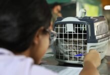 Governo de Pernambuco promove castração de cães e gatos em Araripina e Belo Jardim
